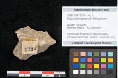 Foto (Objekt + Etikett) von Ruscus praehypoglossum Ettingshausen (NHMW-GEO-2024-0188-11338)